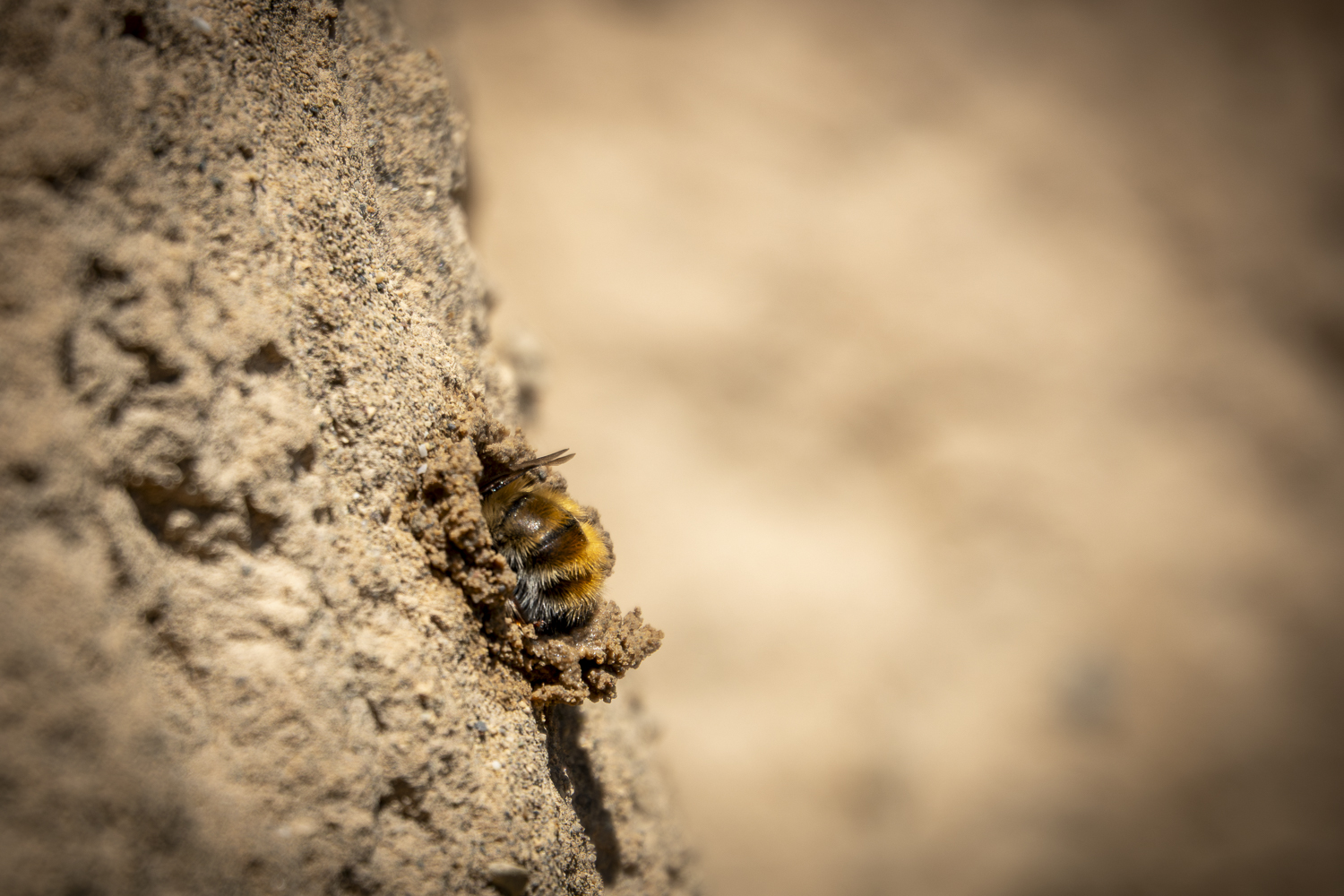 Réinventer notre rapport au Vivant
